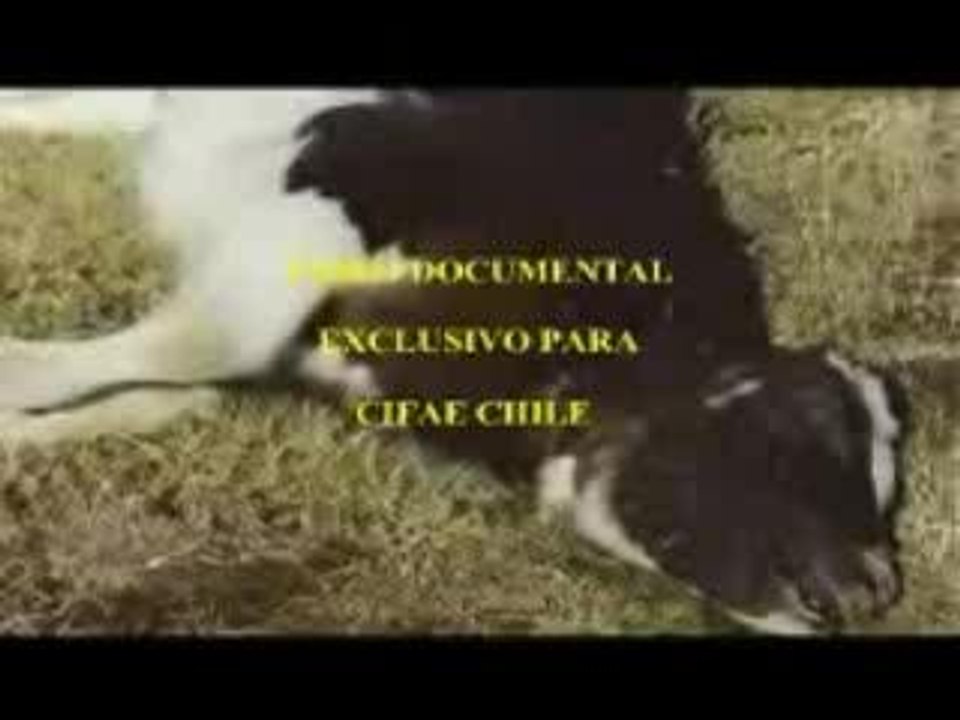 Mutilazioni Animali in Sud America