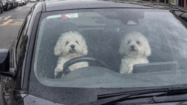 Cosa succede quando i proprietari lasciano i loro cani in macchina