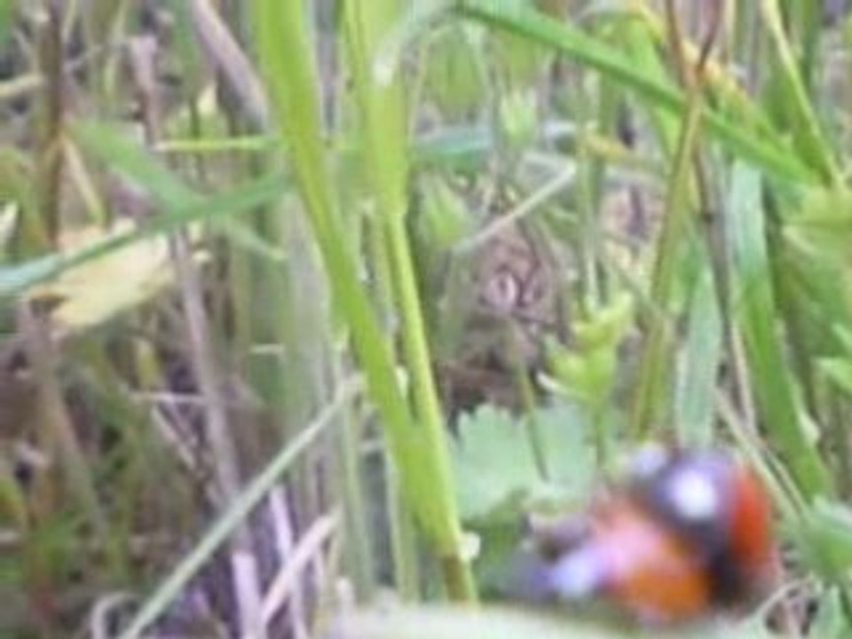 coccinelle