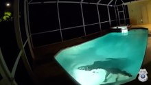 Un caimán de 3 metros se cuela en la piscina de una casa familiar en Florida