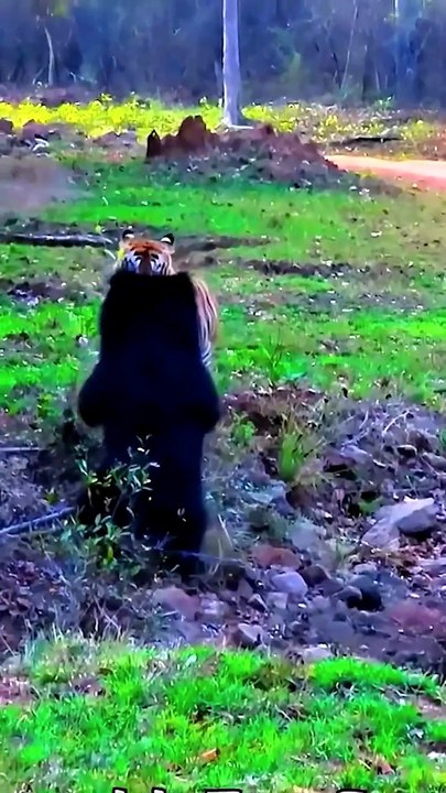 Fierce Hunter Loses Epic Battle!