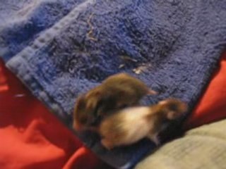 Bébés hamsters 14 jours