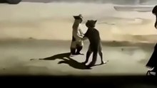 When Your Cat Watches Too Many Action Movies