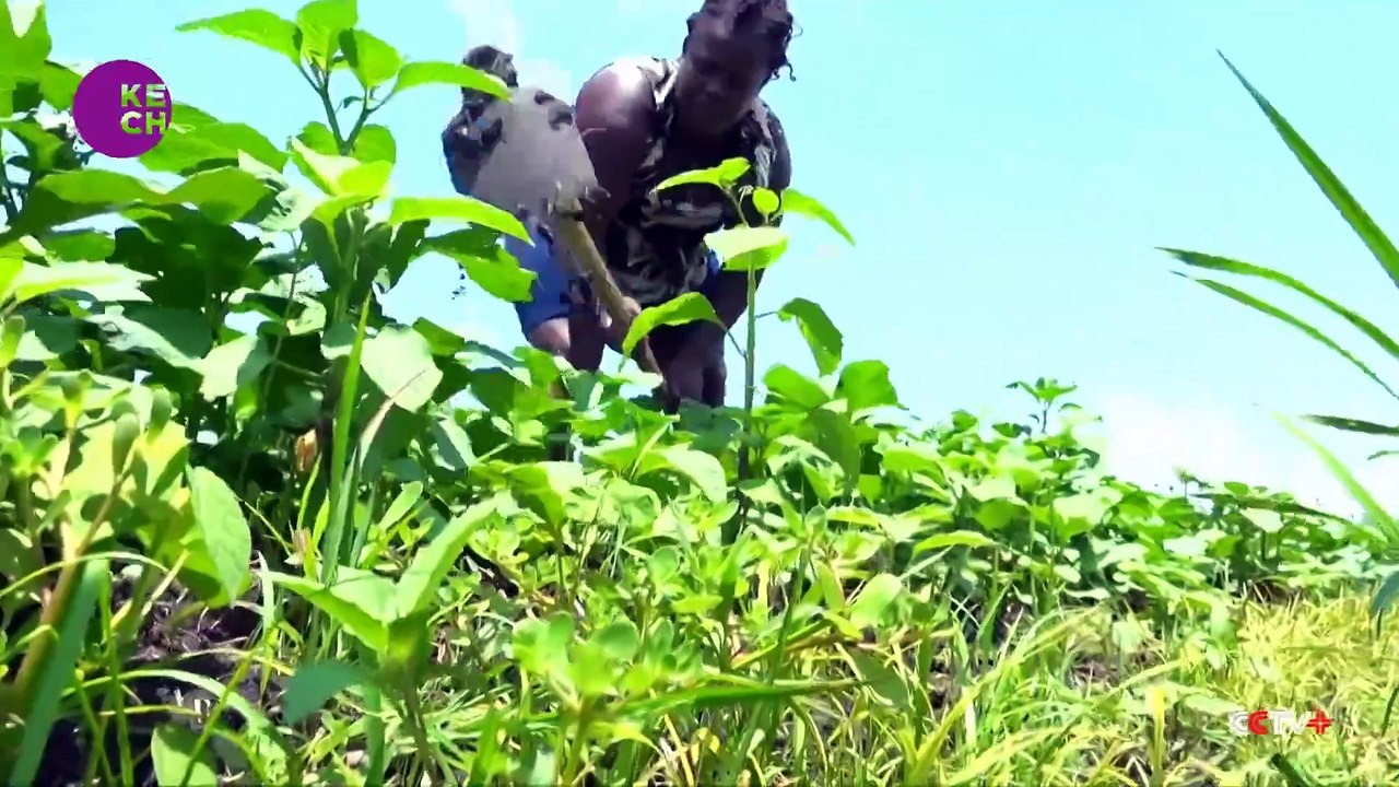 African leafy vegetables make comeback in Kenyan markets