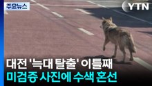 늑대 도심 출몰 사진은 '출처 불명'...첫날 수색 혼선 / YTN