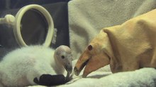 Meet Wesa: A Closer Look at the Condor Chick Imprinting