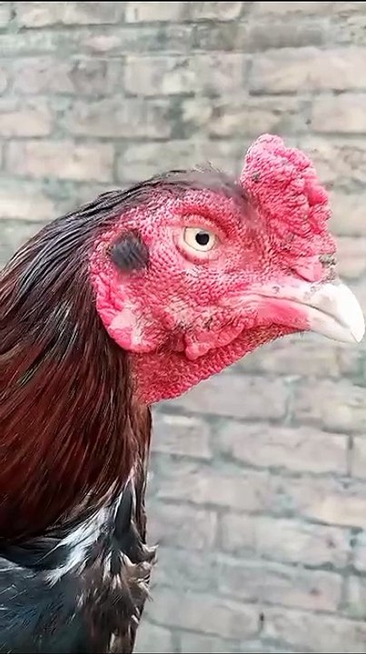 Aseel Bird Face #birdsandpets #birds #birdsfly #birdwatching #aseelmurga #shortslive #shortsviral