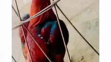 Asee; Bird in Cage #viralvideos #animalshorts #viralnews #birds #desichicken #birds #viralvideo