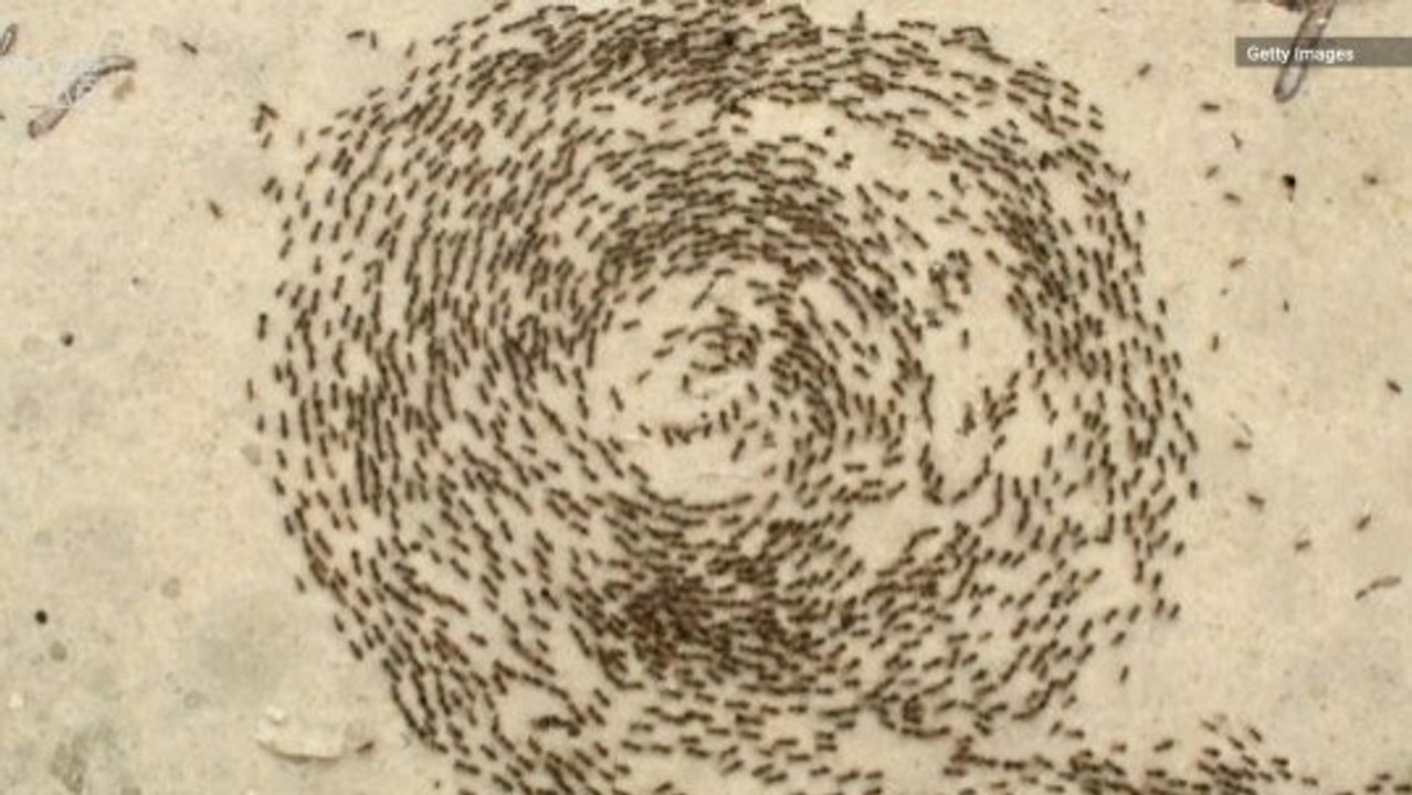 A Close Look at Death Circles Trapping Army Ants