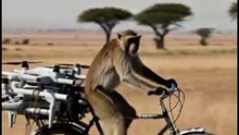 Funny Monkey Video 😂🐒 | Hilarious Monkey Moments