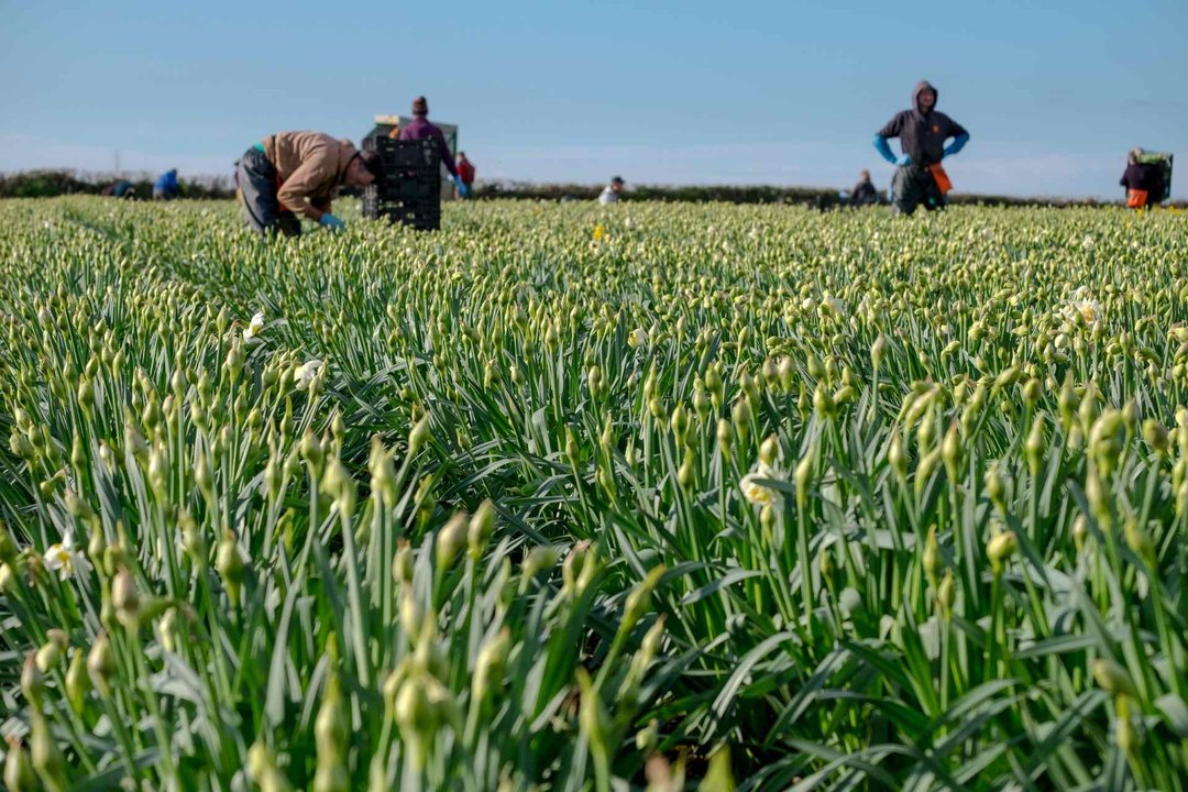 M&S Daffodil Plan with Ben Fogle