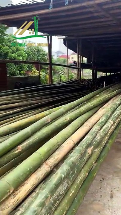 Hơn 1000 cây luồng được chuẩn bị cho các công trình nhà tre của Tre Trúc Ngọc Dương