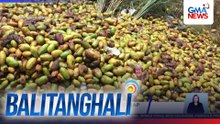 10 toneladang mangga, itinapon matapos mabulok dahil hindi maibiyahe | Balitanghali