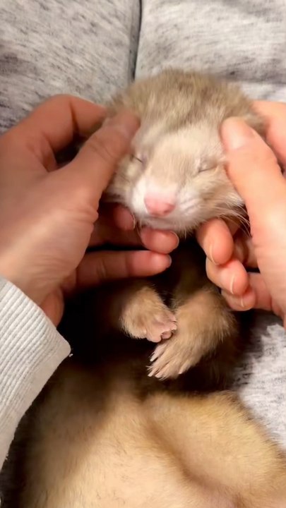 Le furet