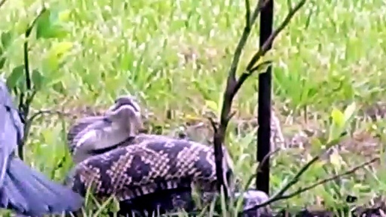 Crow vs Snake