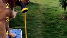 Top 5 Animal Moments That Will Make You Cry Laughing 🤣 (#1 Is Wild!)