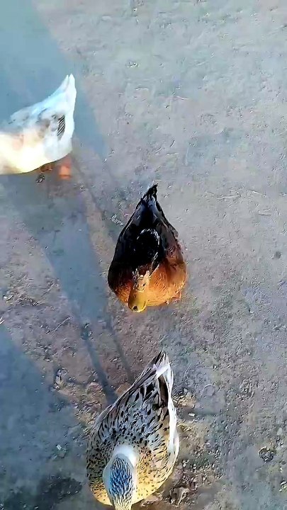 Ducks want food 😂#duck  #birds #cuteanimals