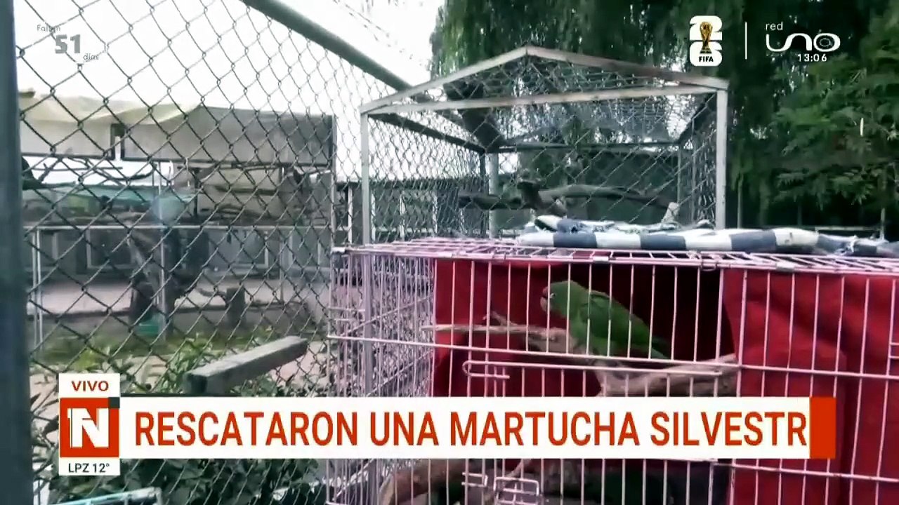 rescate martucha