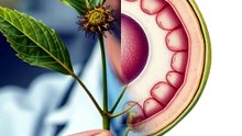 Plants Get CANCER Too (And It's Stuck)