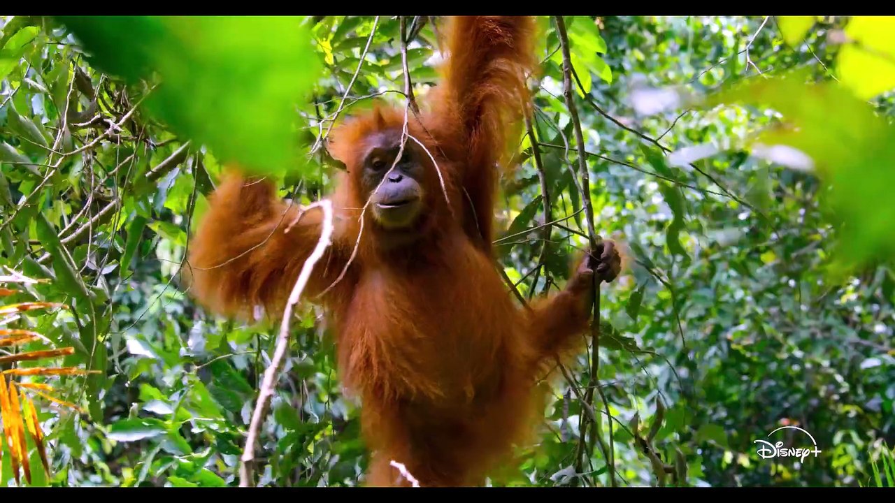 Orang-Utan - Trailer (Deutsche UT) HD