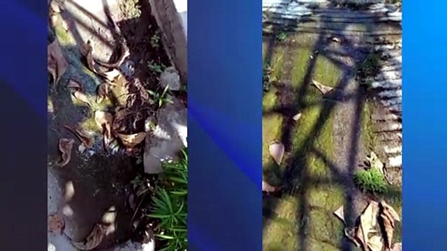 Fuga de agua sin solución en El Pitillal | CPS Noticias Puerto Vallarta