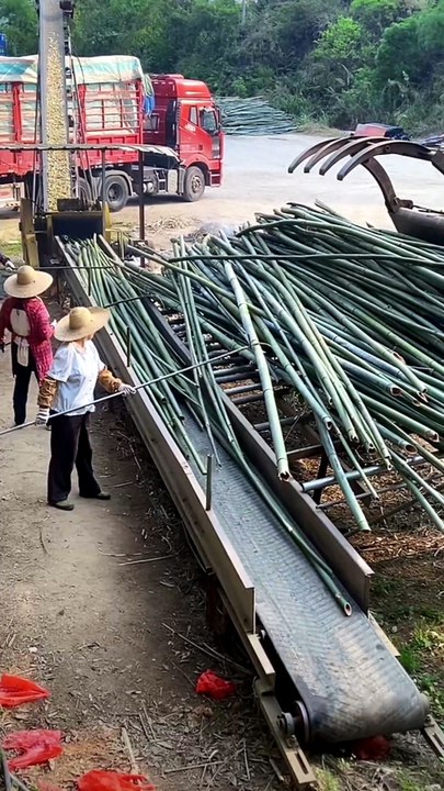Satisfying Bamboo Processing & Industrial Harvesting 🎋