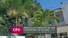Árboles fuera de control generan riesgo en Pitillal | CPS Noticias Puerto Vallarta