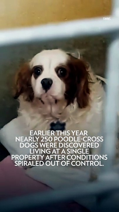 Nearly 250 Dogs Were Discovered Crammed into a Single Room in a Scene So Shocking Some Thought It Was AI