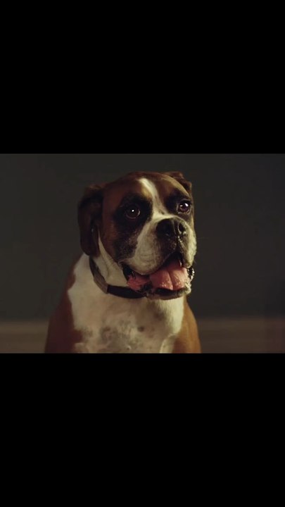 pub boxer