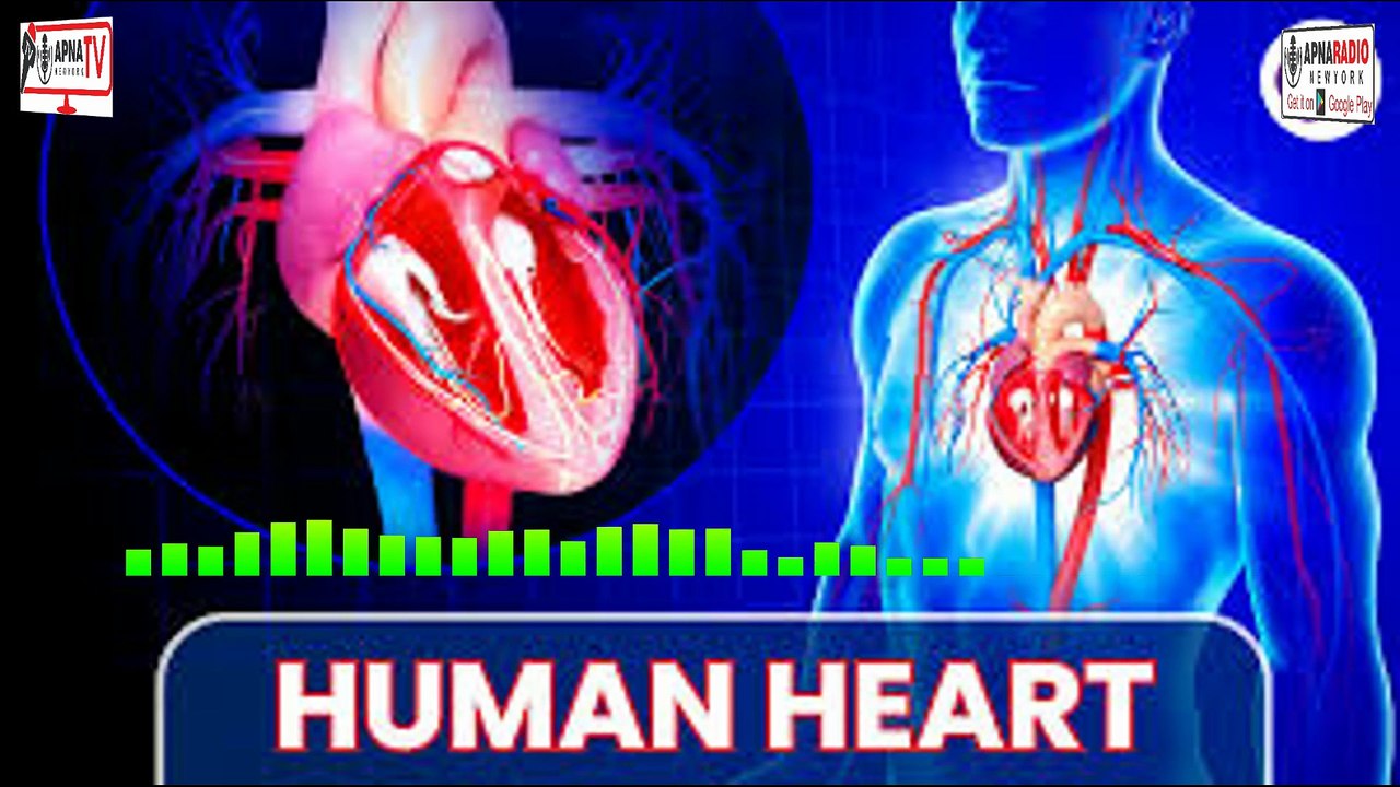 Inside the Human Heart: Functions, Structure & Tips for a Healthy Heart 10-04-2026