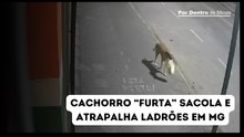 Cachorro “furta” sacola e atrapalha ladrões durante crime em MG