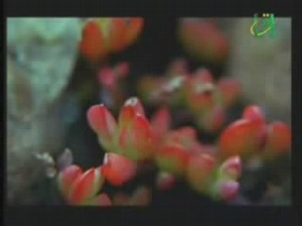 Zain Bhikha - our world