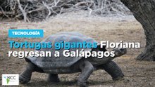 Tortugas gigantes Floriana regresan a Galápagos