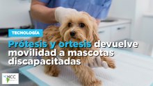 Prótesis y ortesis devuelve movilidad a mascotas discapacitadas