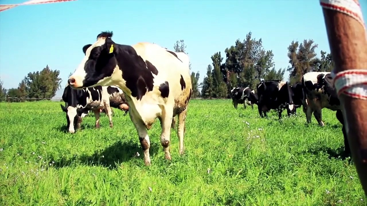 Que Significa Soñar con Vacas - Significado de Soñar con Vacas