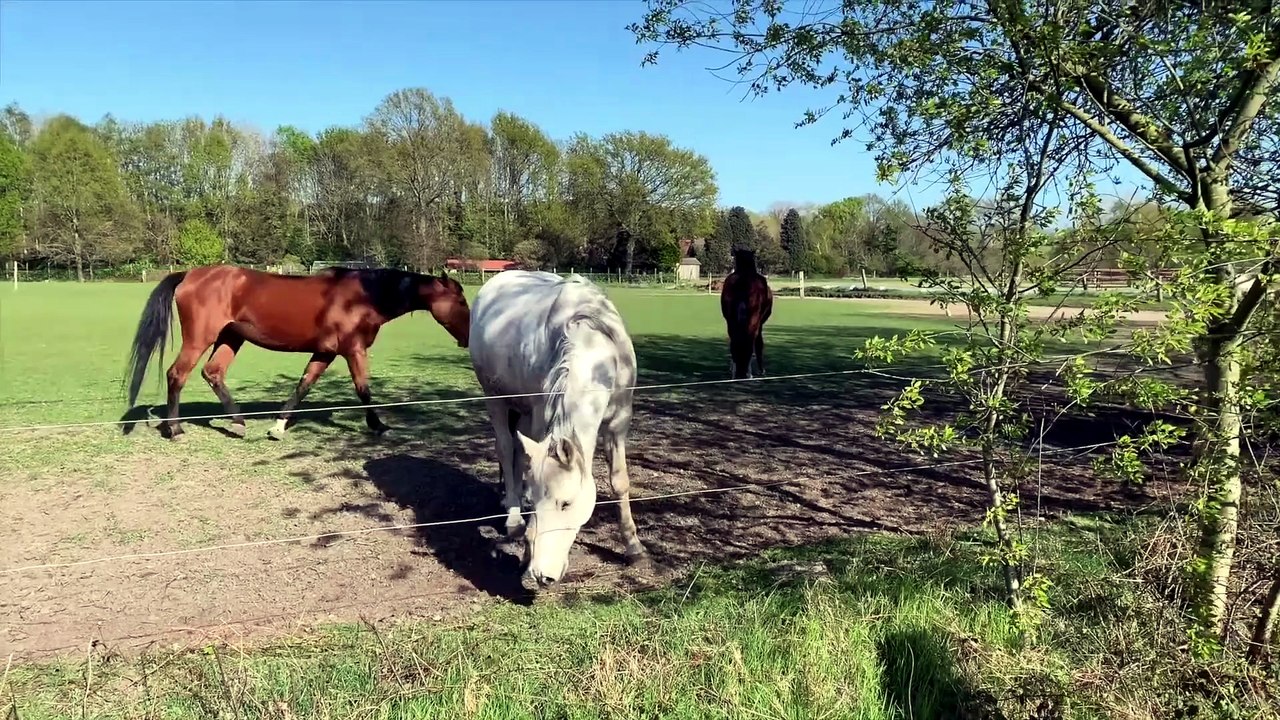 Que Significa Soñar con Caballos - Significado de Soñar con Caballos
