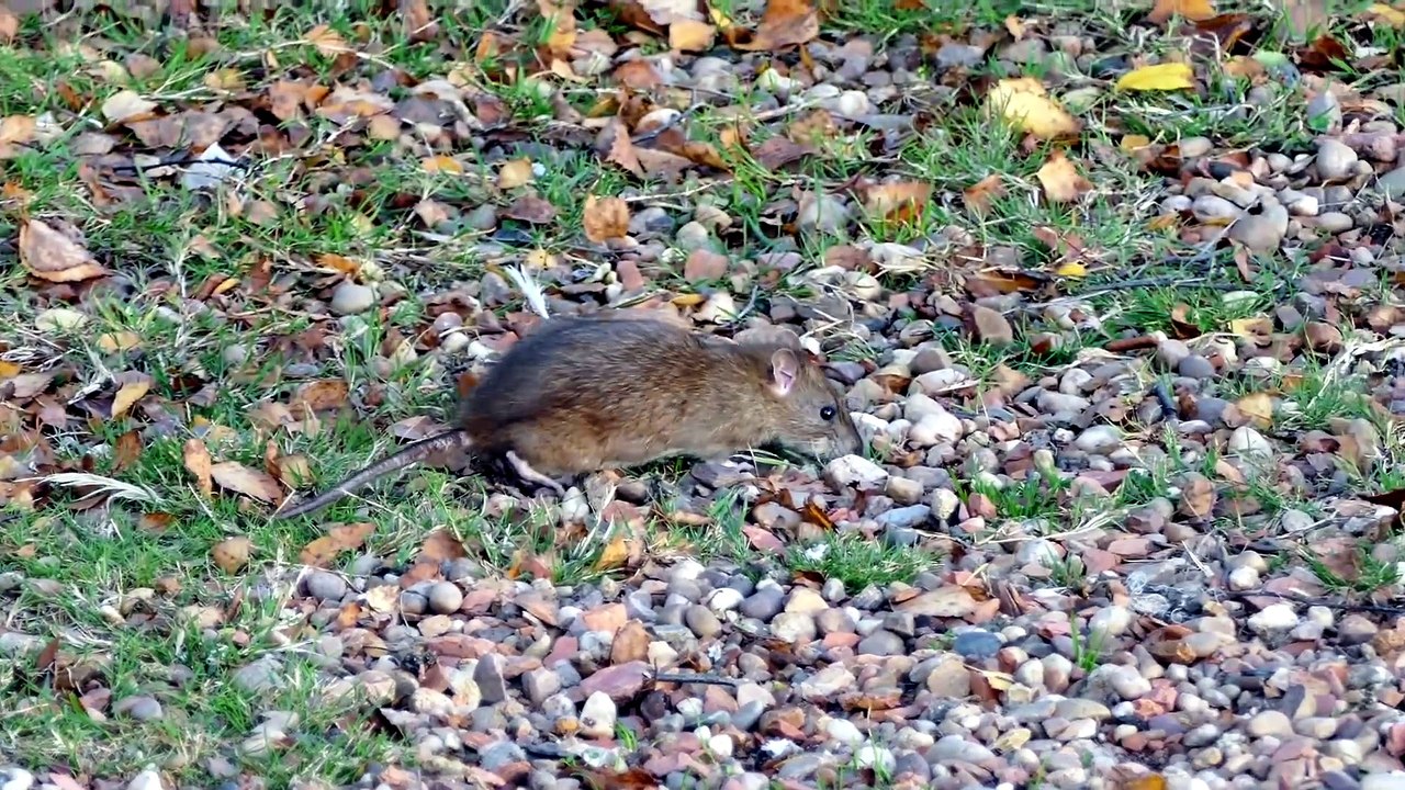 Que Significa Soñar con Ratas - Significado de Soñar con Ratas
