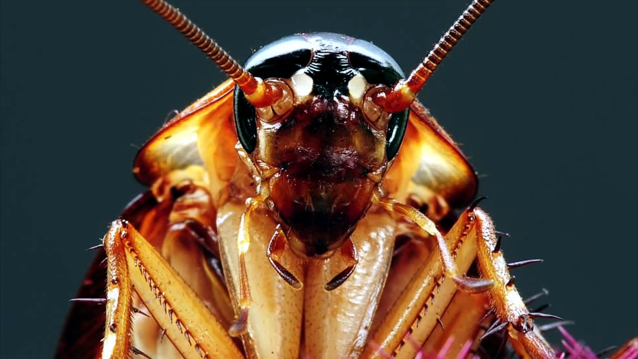 Que Significa Soñar con Cucarachas - Significado de Soñar con Cucarachas