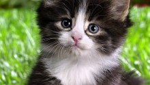 BAD CAT !!!😾