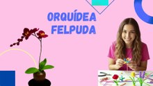 Orquidea