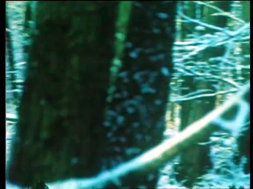 Wildschwein ehrenhalber (DDR 1978) - 02. Mein Leben unter Wildschweinen (Schwarzwildreport)