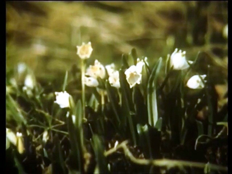 Wildschwein ehrenhalber (ddr 1978) - 01. wildschweingeschichten