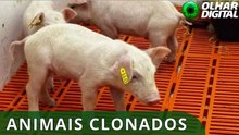 Primeiro clone suíno da América Latina nasce em SP