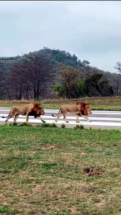 Epic Lion Showdowns in Wild Savanna