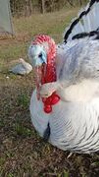 Baby Turkey Adorably Rides Moving Turkey