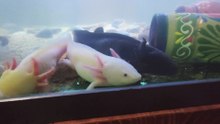 Axolotl  The Mexican 4-leg fish mole salamander