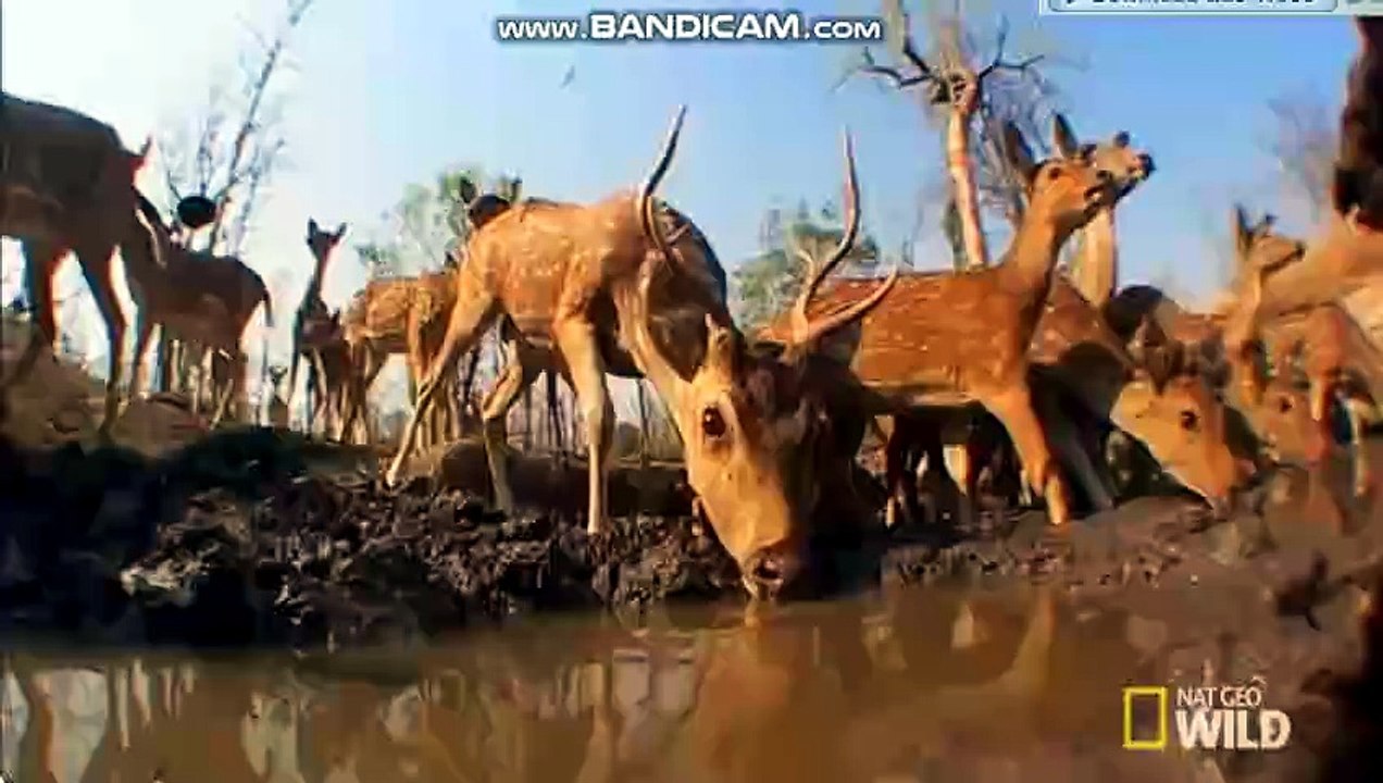 tiger hunting deer