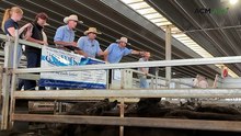 CTLX Carcoar Blue Ribbon Weaner Sale - Day 3