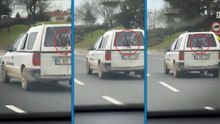 Köpeğin yol keyfi kamerada: Aracın kırık camından etrafı böyle izledi
