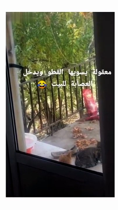 Funny clever cat